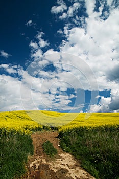 Spring meadow