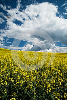 Spring meadow