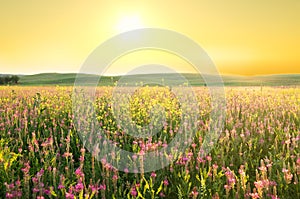 Spring meadow of violet flower. photo