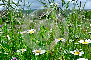 Spring meadow with vivid wild camomile flowers and grass in Castille La Mancha region, Spain. Springtime background