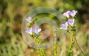 Spring meadow with wild blue flowers