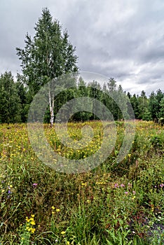 Spring meadow with wild flowers