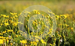 Spring meadow with wild yellow flowers