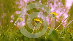 Spring meadow with yellow dandelion flowers and green grass