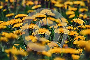 spring meadow of yellow dandelions