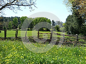 Spring meadow with yellow flowers