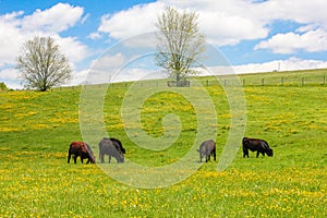 Spring Meadow of Yellow Flowers With Cows Grazing