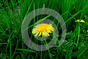Spring meadow with yellow flowers - dandelion. Located within the grass. multiple and single flowers.2