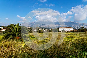 Spring meadow with yellow flowers with view on the mountains in Altea, Costa Blanca, Spain