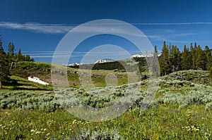 Spring meadow in Yllowstone