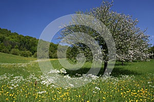 Spring meadows with Apple tree photo