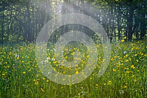 Spring meadows and fields landscape in Switzerland. Charming spring landscape in Swiss Alps