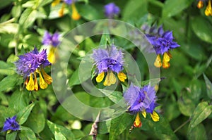 In spring, melampyrum blooms in the forest
