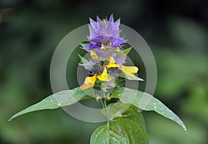 In spring, melampyrum blooms in the forest