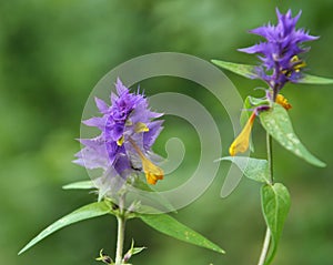 In spring, melampyrum blooms in the forest