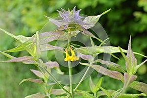 In spring, melampyrum nemorosum blooms in the forest