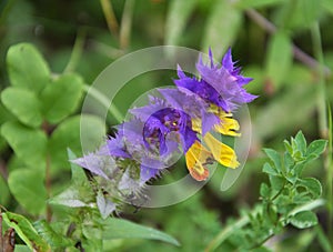 In spring, melampyrum nemorosum blooms in the forest