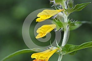 In spring, melampyrum nemorosum blooms in the forest