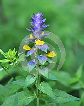 In spring, melampyrum nemorosum blooms in the forest