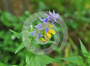 In spring, melampyrum nemorosum blooms in the forest