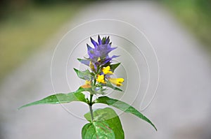 In spring, melampyrum nemorosum blooms in the forest