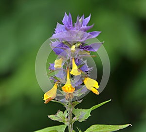 In spring, melampyrum nemorosum blooms in the forest