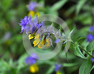 In spring, melampyrum nemorosum blooms in the forest