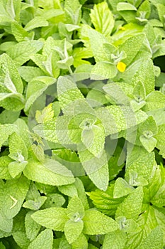 Spring melisa background. Spring mint. Light green lemon balm leaves in the form of a background. photo