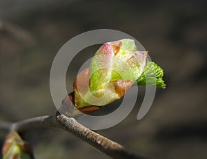 Spring. Melting elm bud