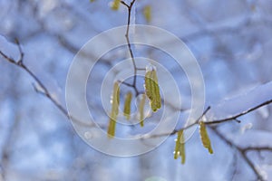 Spring melting of snow on tree flowers