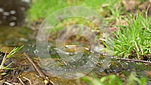 Spring meltwater flows among the stones.