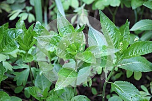 In the spring, Mercurialis perennis grows in the forest