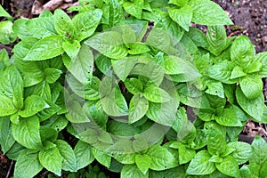 In the spring, Mercurialis perennis grows in the forest