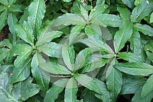 In the spring, Mercurialis perennis grows in the forest