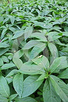 In the spring, Mercurialis perennis grows in the forest