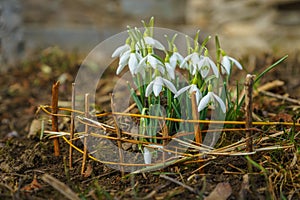 Spring messengers in the garden