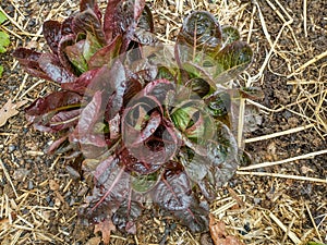 Spring miniature Romaine lettuce in a cluster