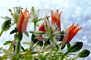 The warm color of tropical plants and the cold whiteness of snow.