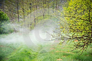 Spring mist and fresh green leaves