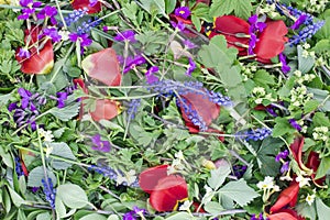 Spring Mix cocktail background