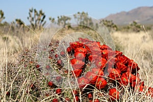 Spring in Mojave Desert