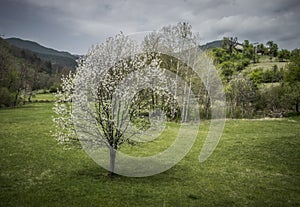 Spring on Mokra Gora