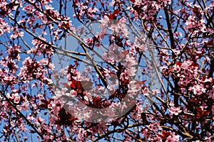 Spring mood.  Flowering trees.  Flowers  Garden.  A park.  Awakening of nature.  Tenderness.  Beauty.  Delight. Pink  White Blue