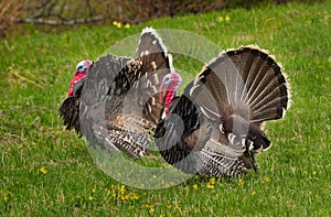 Spring mood of the gobblers. photo