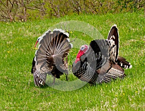 Spring mood of the gobblers. photo