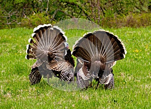 Spring mood of the gobblers. photo
