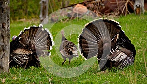 Spring mood of the gobblers. photo