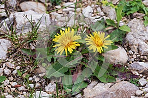 Spring mood in nature on subalpine meadows  flowering time.