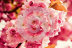 Spring mood. sakura blooming tree., natural floral background. beautiful spring flowers. pink cherry tree flower. new