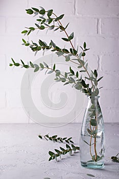 Spring with morden herbal branches of eucalyptus in glass vase on light background.